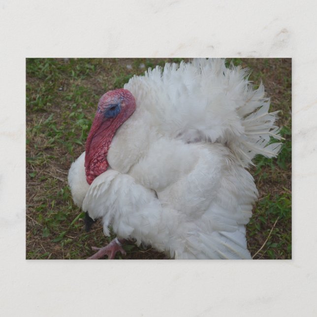 Cartão Postal Peru (Frente)