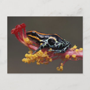 Cartão Postal Peru, Floresta de Chuva Peruana. Sapo de Seta Vene