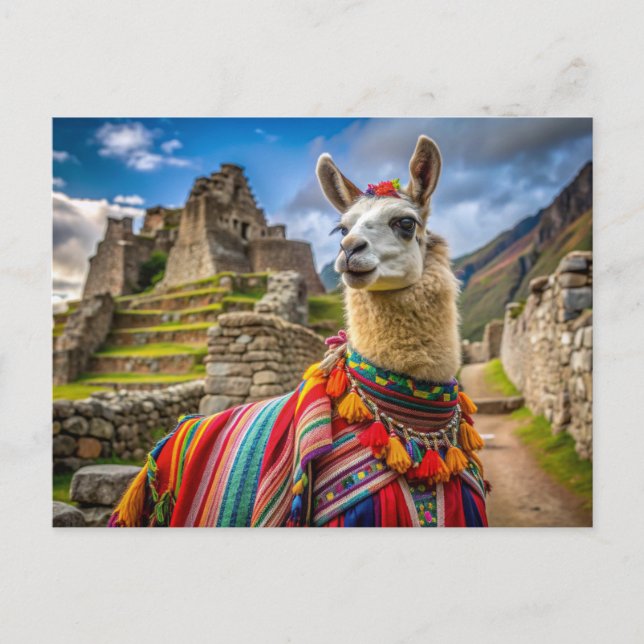 Cartão Postal Peru Llama (Frente)