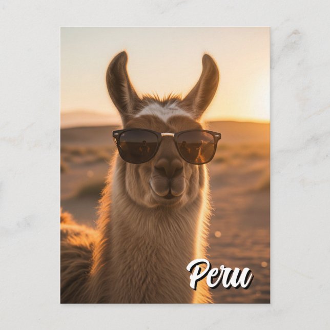 Cartão Postal Peru Llama em óculos escuros (Frente)
