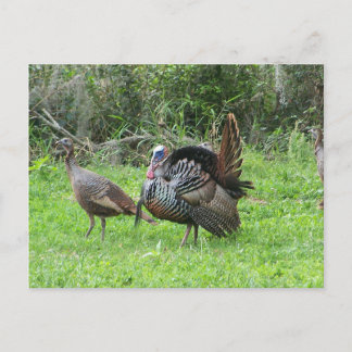 Cartão Postal Perus no lago oeste de Toho