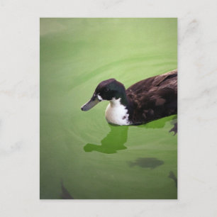 Cartão Postal Pesca com patos