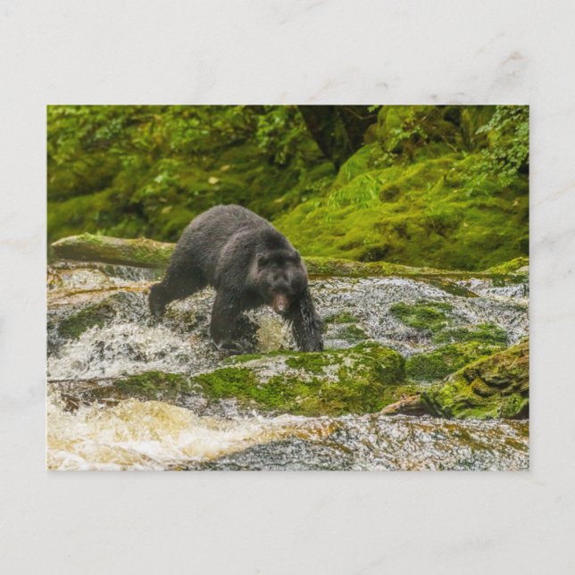 Cartão Postal Pesca com Urso Negro | Qua Creek British Columbia (Frente)