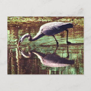 Cartão Postal Pesca de Herão Azul excelente