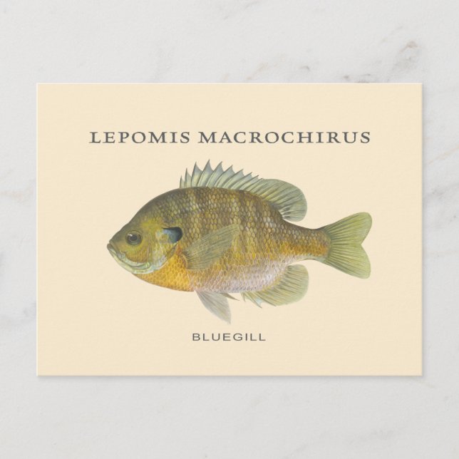 Cartão Postal Pesca de Ilustração de Bluegill (Frente)