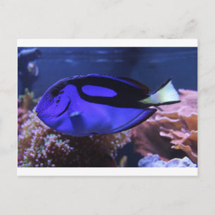 Cartão Postal pesca de peixes no mar personalizar Aniversários