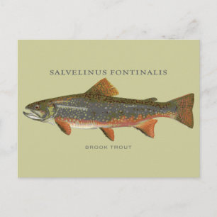 Cartão Postal Pesca De Truta Brook