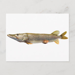 Cartão Postal Pesca Pike Muski