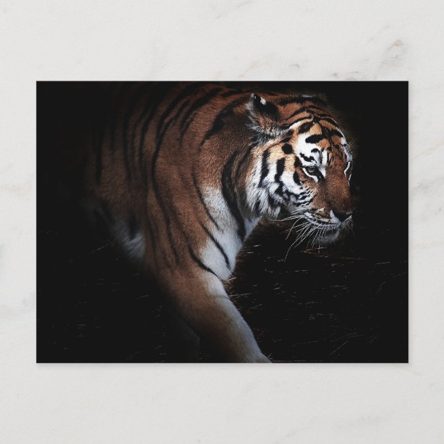 Cartão Postal Pesquisa de Tigres (Frente)