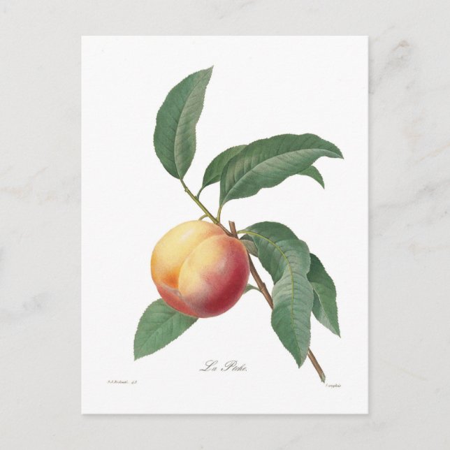 Cartão Postal Pêssego (Frente)