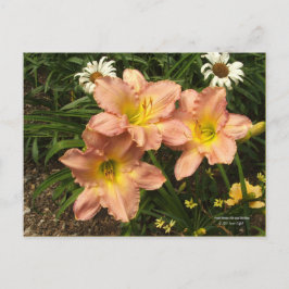 Cartão Postal Pêssego cor-de-rosa com flores amarelas