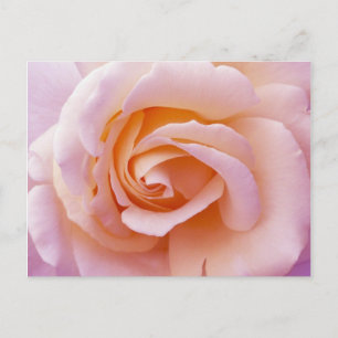 Cartão Postal Pêssego do Jardim Inglês e Rosa Rosa Rosa Rosa R