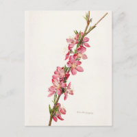 Pêssego Flores Rosa Molhado Pintura de Aquarela