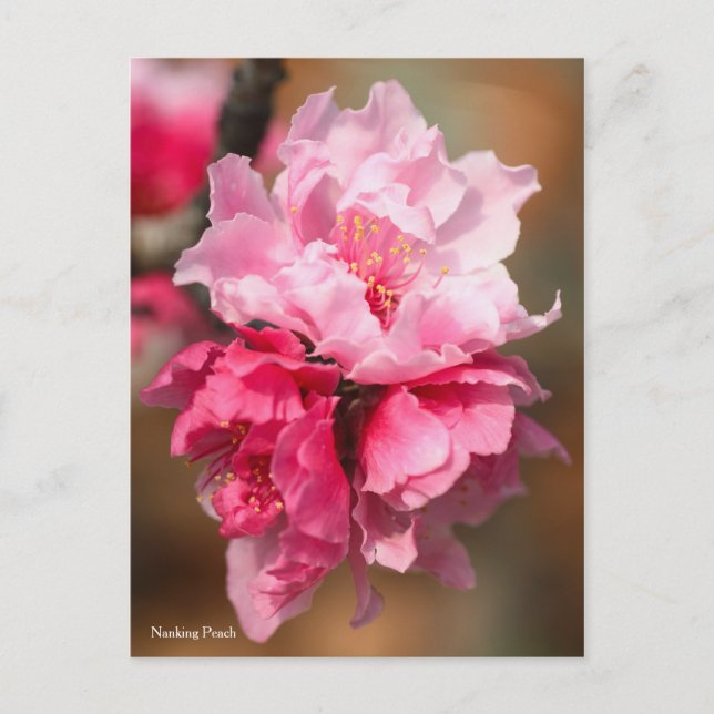 Cartão Postal Pêssego Nanking [Cartão Postal] (Frente)