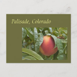 Cartão Postal Pêssego Palisade Famoso na Árvore