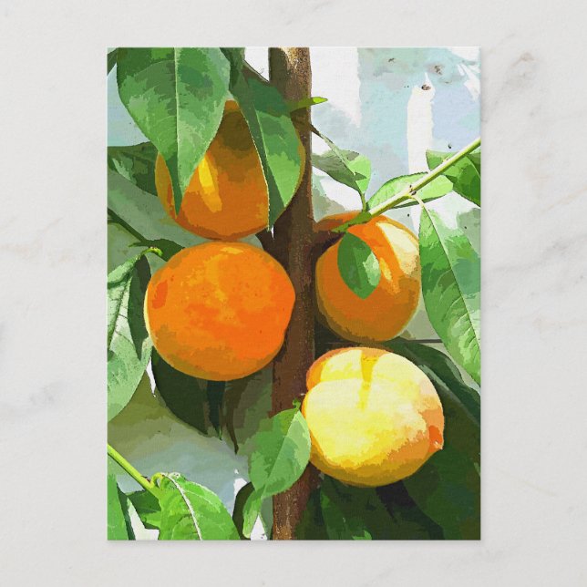 CARTÃO POSTAL PÊSSEGOS (Frente)