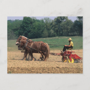 Cartão Postal Pessoas simples do País Amish na agricultura com