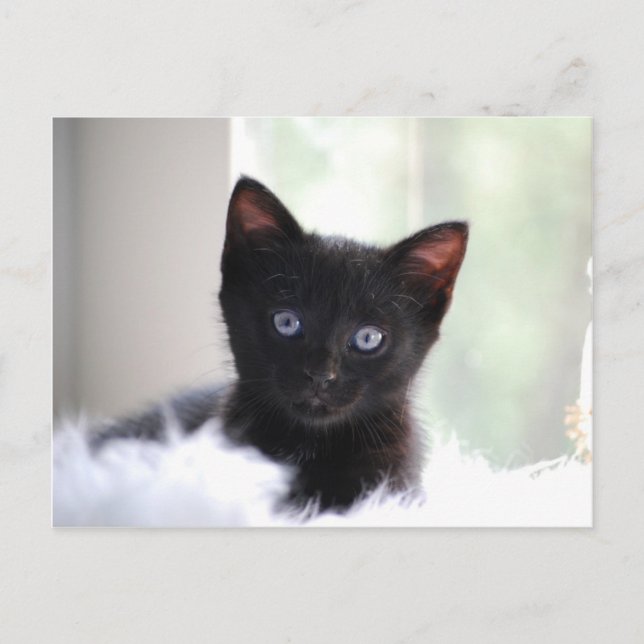 Cartão Postal Pet 17 (Frente)