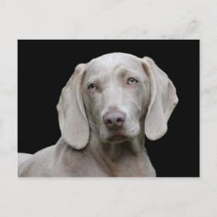 Cartão Postal Pet Canine, Retrato de Cão Weimaraner