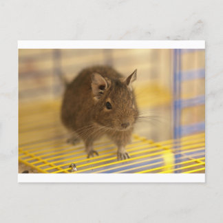 Cartão Postal Pet degu