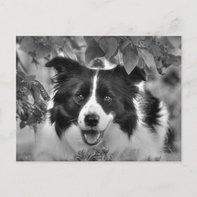 Cartão Postal Pet Dog Brincando em Madeira Folheada (Frente)