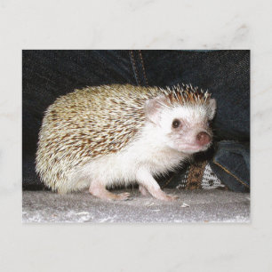 Cartão Postal Pet Hedgehog