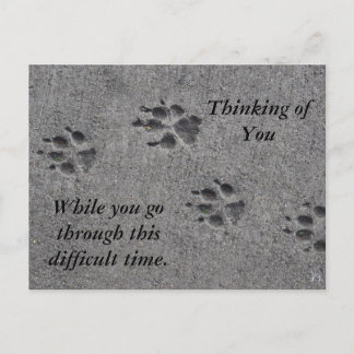 Cartão Postal Pet Paws no Cimento - Sempre Lá