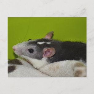 Cartão postal Pet Rat