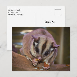 Cartão Postal Pet Sugar Glider Comendo Minhocas