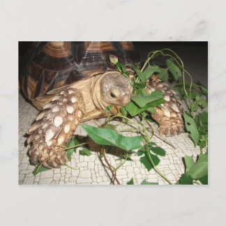 Cartão Postal Pet Sulcata Tortoise Comendo Bindweed e Mulberry