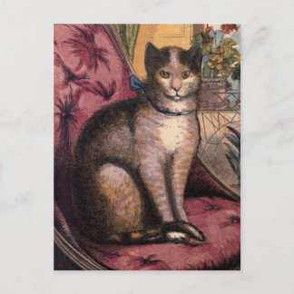 Cartão Postal Pet Tabby Cat com Cartão-Postal Azul Colar