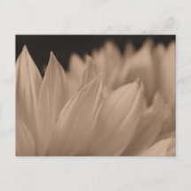Pétalas de Flor na Sepia