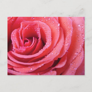 Cartão Postal Pétalas Rosa Rosa Rosa Rosa Com Gotas De Água. Mac