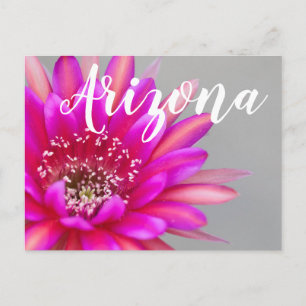 Cartão Postal Pétalas Vibrantes da Flor de Cacto Rosa, Arizona