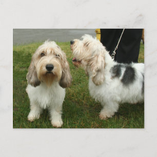 Cartão Postal Petit Basette Griffon Vendeen