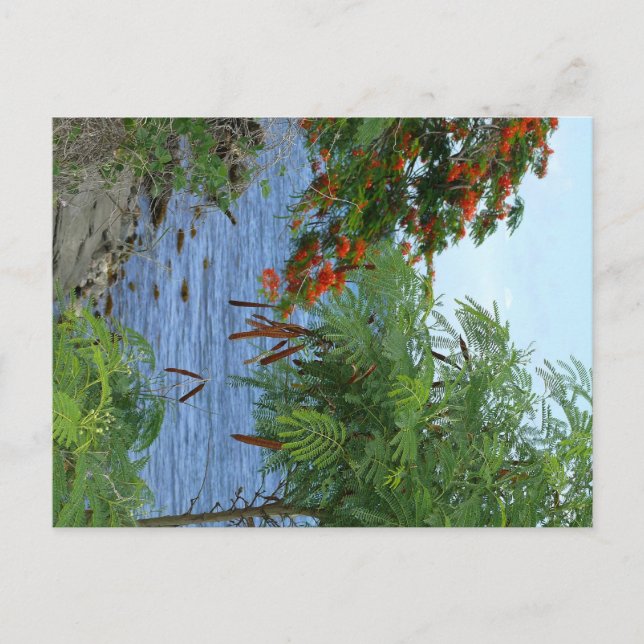 Cartão Postal Petite Anse - Martinica, FWI (Frente)