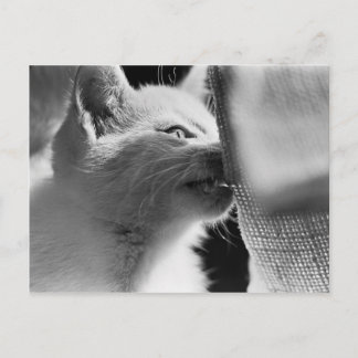 Cartão Postal Petra Ferocious