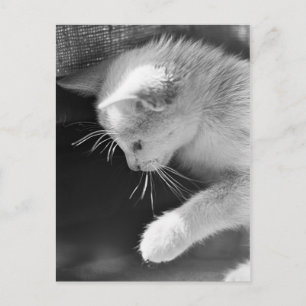 Cartão Postal Petra Poised