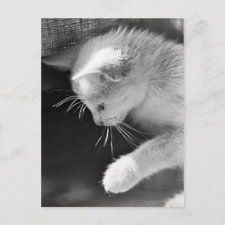 Cartão Postal Petra Poised