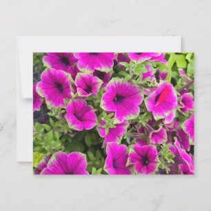 Cartão Postal Petunia
