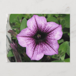Cartão Postal Petunia Roxa