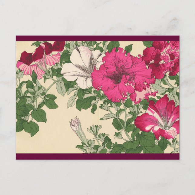 Cartão Postal Petunias (Frente)