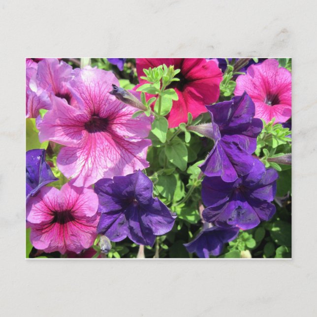 Cartão Postal Petunias coloridas (Frente)