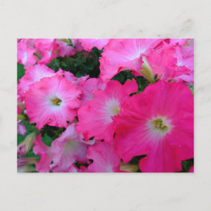 Cartão Postal Petunias cor-de-rosa