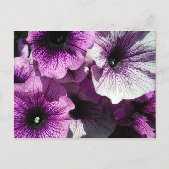 Cartão Postal Petunias roxas (Frente)