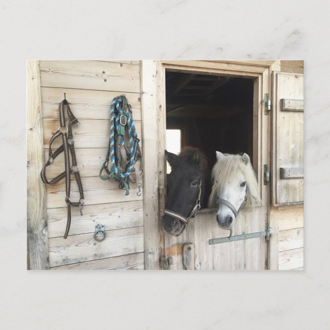 Cartão Postal Pferde (Frente)