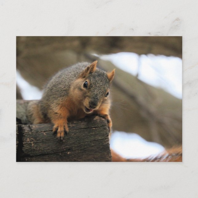 Cartão Postal Pfft (Frente)