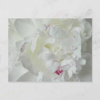 Cartão Postal Pfingsten Rosa