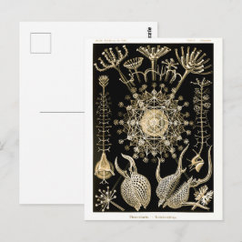 Cartão Postal Phaeodaria | 61 Ouro | Ernst Haeckel |