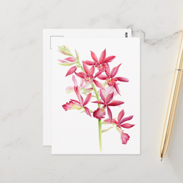 Cartão Postal Phaiocalanthe Parkside red orchid watercolor art (Frente/Verso In Situ)